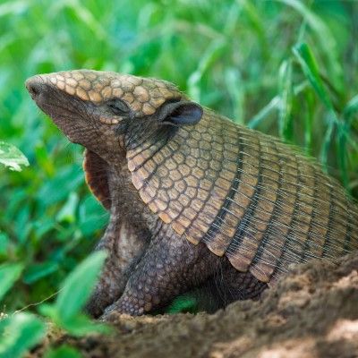 Armadillos - Animals at Drusillas - Best UK Zoo for Kids