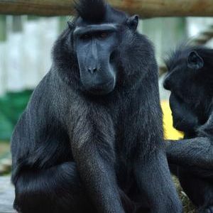 crested black macaque mating