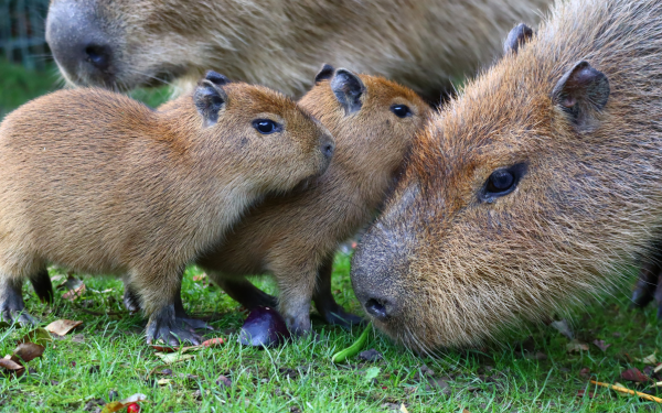 Drusillas Zoo Park | Fundraising | Win a baby capybara close encounter