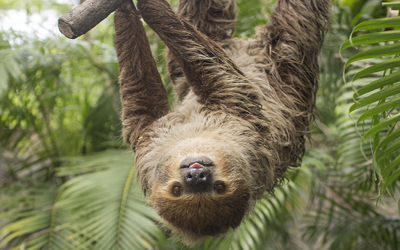 sloth encounter gulf breeze zoo