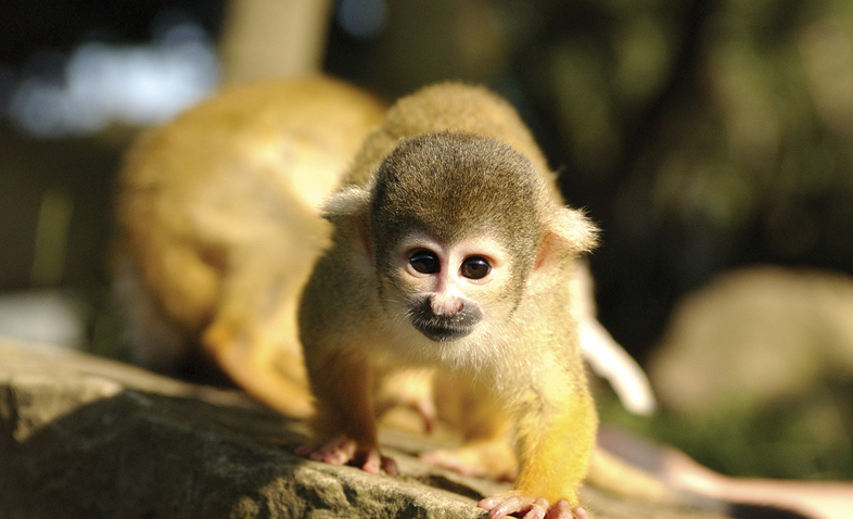 monkey adoption uk